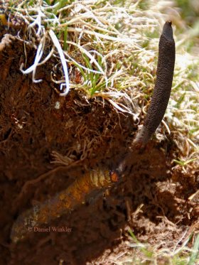 cordyceps-in-soil